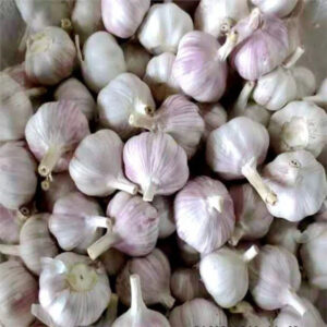 Garlic Export