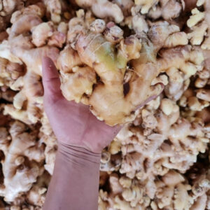 Ginger Export